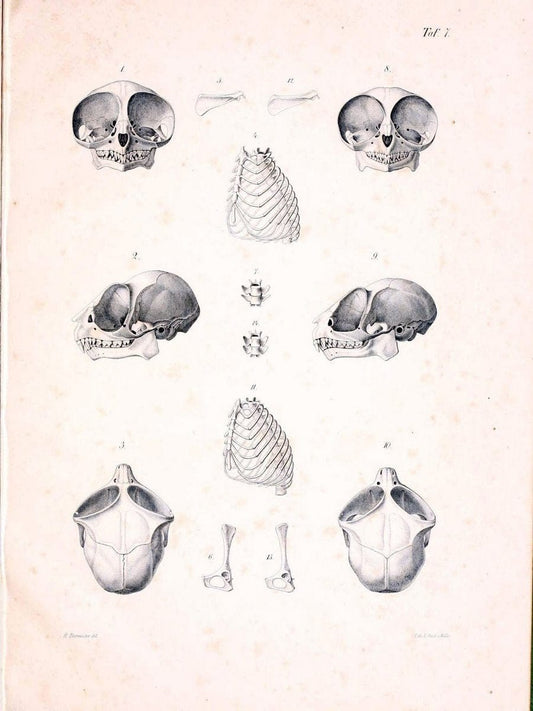 BeitrÃ¤ge zur nÃ¤heren Kenntniss der Gattung Tarsius..Berlin :G. Reimer,1846.. |  | Vintage Print Reproduction 460311