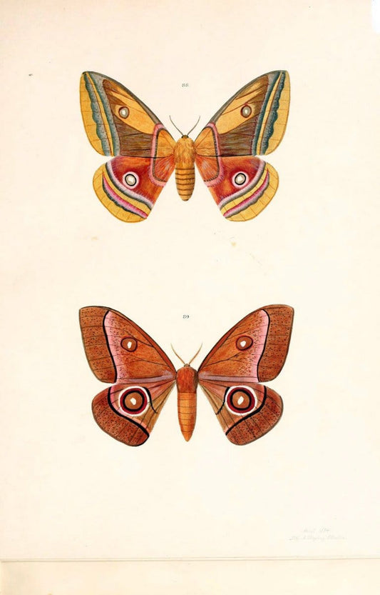 BeitrÃ¤ge zur SchmetterlingskundeElberfeld :[s.n.],1872. |  | Vintage Print Reproduction 460312