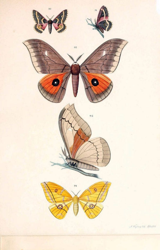 BeitrÃ¤ge zur SchmetterlingskundeElberfeld :[s.n.],1872. |  | Vintage Print Reproduction 460313