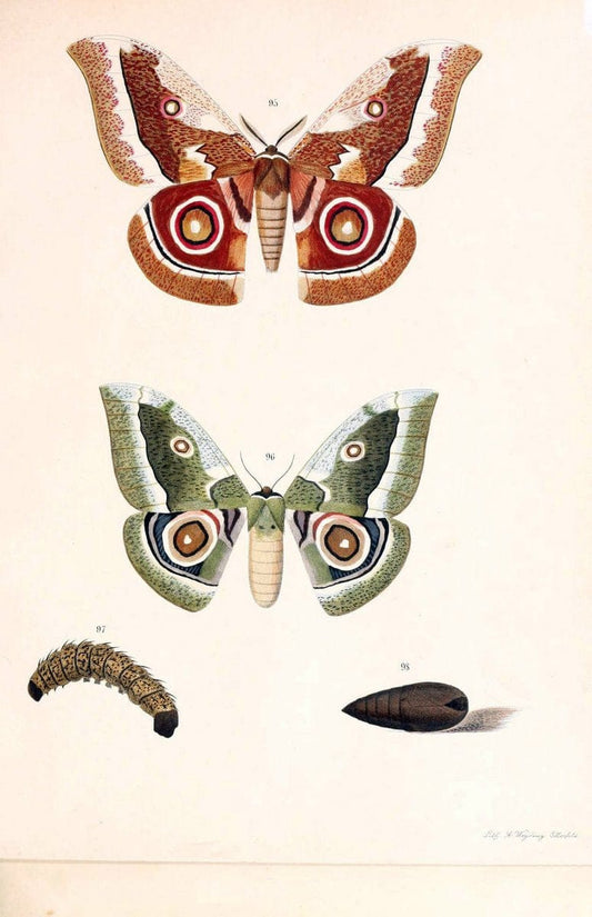 BeitrÃ¤ge zur SchmetterlingskundeElberfeld :[s.n.],1872. |  | Vintage Print Reproduction 460314