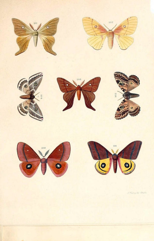 BeitrÃ¤ge zur SchmetterlingskundeElberfeld :[s.n.],1872. |  | Vintage Print Reproduction 460315