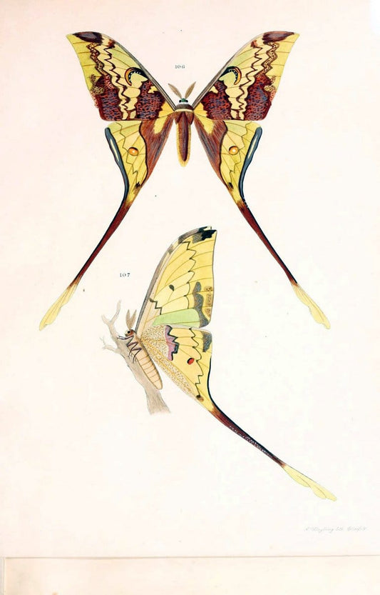 BeitrÃ¤ge zur SchmetterlingskundeElberfeld :[s.n.],1872. |  | Vintage Print Reproduction 460316