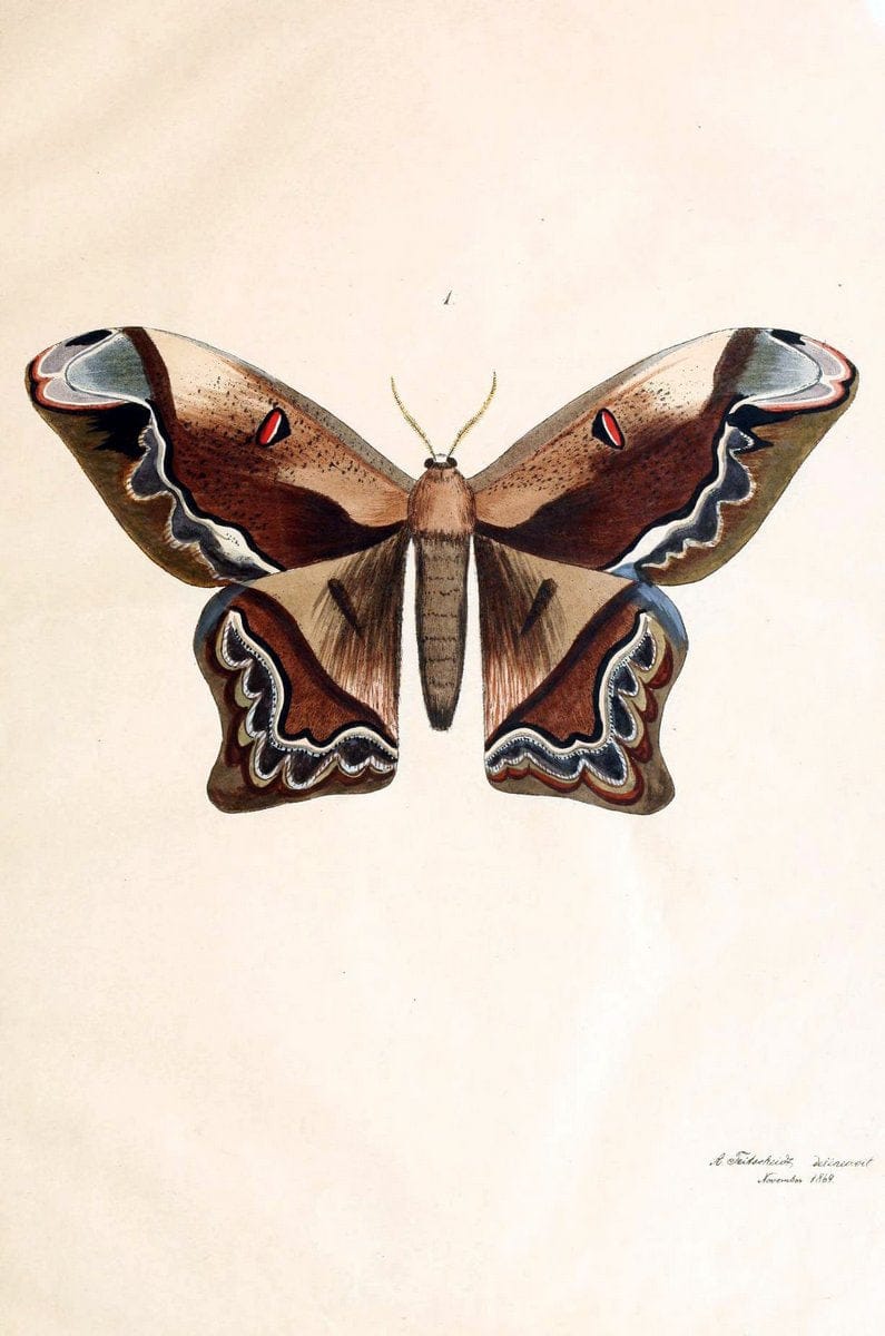 BeitrÃ¤ge zur SchmetterlingskundeElberfeld :[s.n.],1872. |  | Vintage Print Reproduction 460317