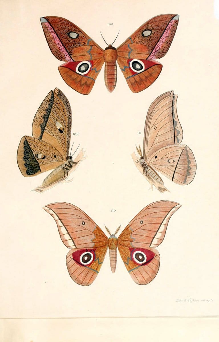 BeitrÃ¤ge zur SchmetterlingskundeElberfeld :[s.n.],1872. |  | Vintage Print Reproduction 460318