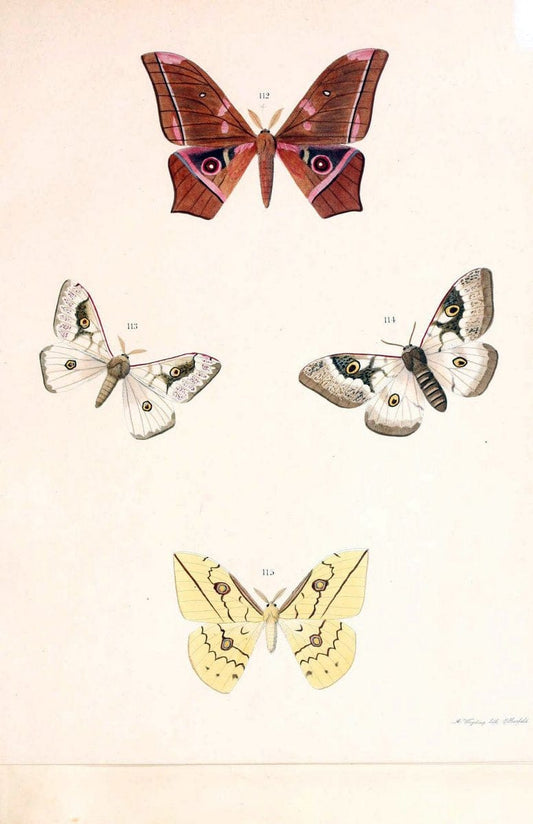 BeitrÃ¤ge zur SchmetterlingskundeElberfeld :[s.n.],1872. |  | Vintage Print Reproduction 460319