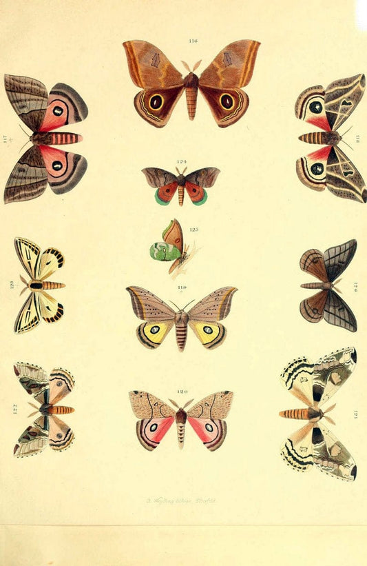 BeitrÃ¤ge zur SchmetterlingskundeElberfeld :[s.n.],1872. |  | Vintage Print Reproduction 460320