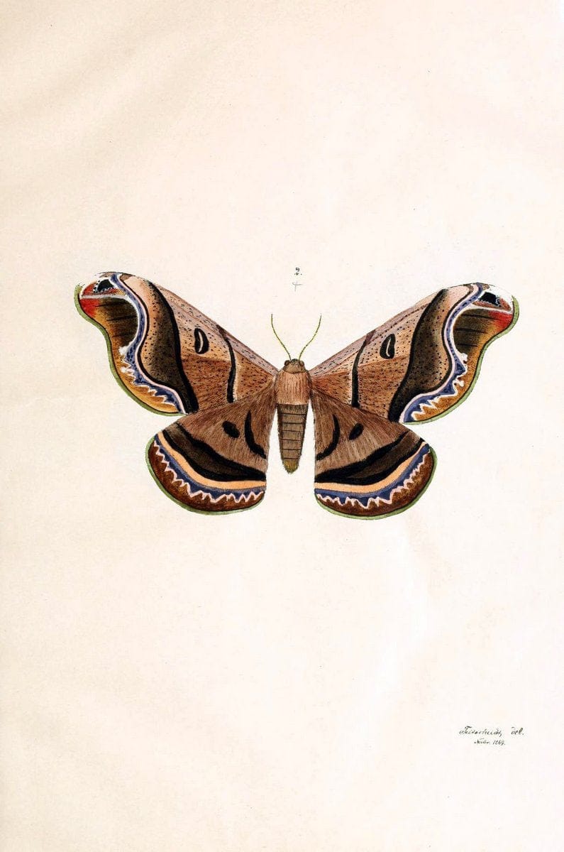 BeitrÃ¤ge zur SchmetterlingskundeElberfeld :[s.n.],1872. |  | Vintage Print Reproduction 460321