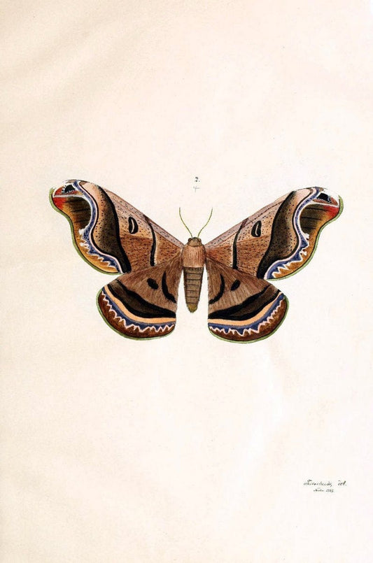 BeitrÃ¤ge zur SchmetterlingskundeElberfeld :[s.n.],1872. |  | Vintage Print Reproduction 460321