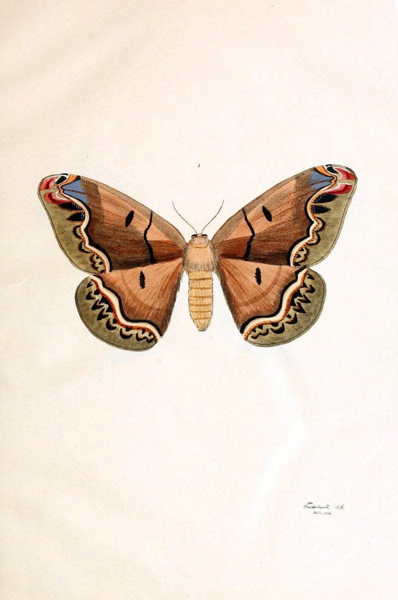 BeitrÃ¤ge zur SchmetterlingskundeElberfeld :[s.n.],1872. |  | Vintage Print Reproduction 460322