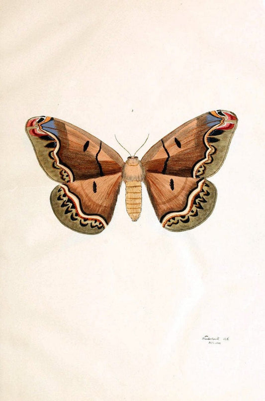 BeitrÃ¤ge zur SchmetterlingskundeElberfeld :[s.n.],1872. |  | Vintage Print Reproduction 460322