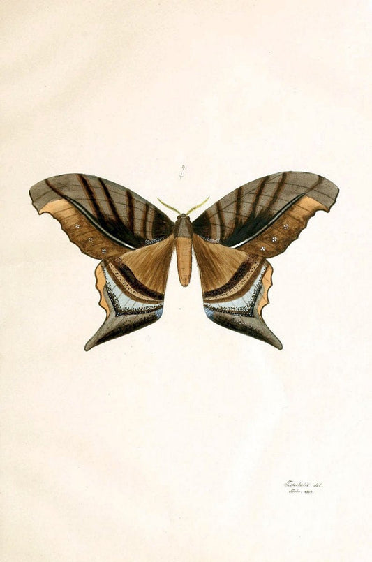 BeitrÃ¤ge zur SchmetterlingskundeElberfeld :[s.n.],1872. |  | Vintage Print Reproduction 460323