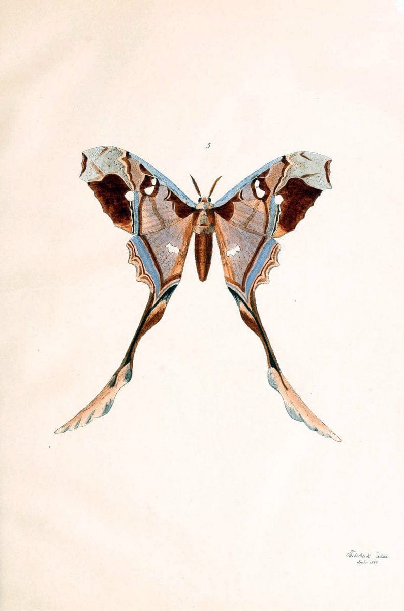 BeitrÃ¤ge zur SchmetterlingskundeElberfeld :[s.n.],1872. |  | Vintage Print Reproduction 460324