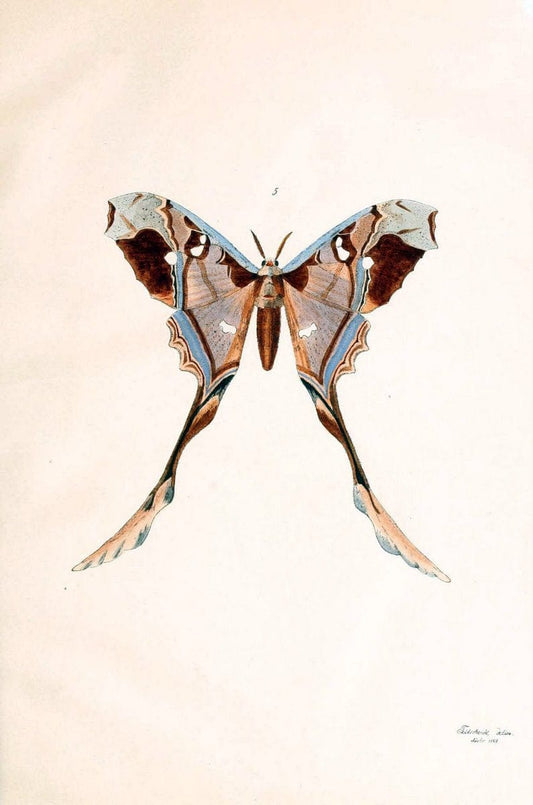 BeitrÃ¤ge zur SchmetterlingskundeElberfeld :[s.n.],1872. |  | Vintage Print Reproduction 460324