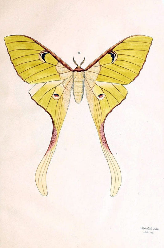 BeitrÃ¤ge zur SchmetterlingskundeElberfeld :[s.n.],1872. |  | Vintage Print Reproduction 460327