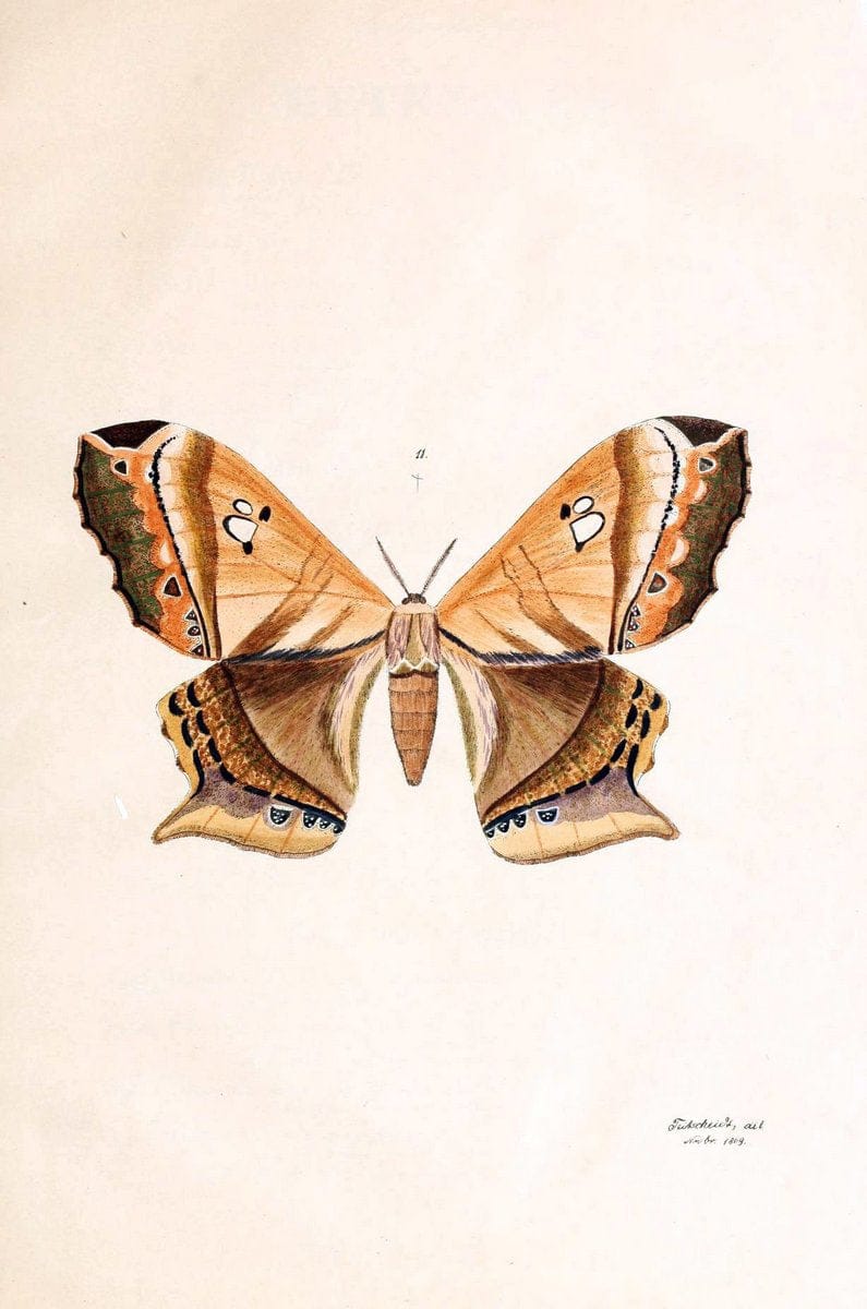 BeitrÃ¤ge zur SchmetterlingskundeElberfeld :[s.n.],1872. |  | Vintage Print Reproduction 460328
