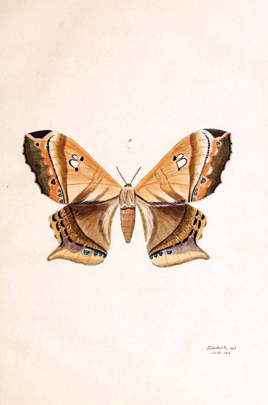 BeitrÃ¤ge zur SchmetterlingskundeElberfeld :[s.n.],1872. |  | Vintage Print Reproduction 460328