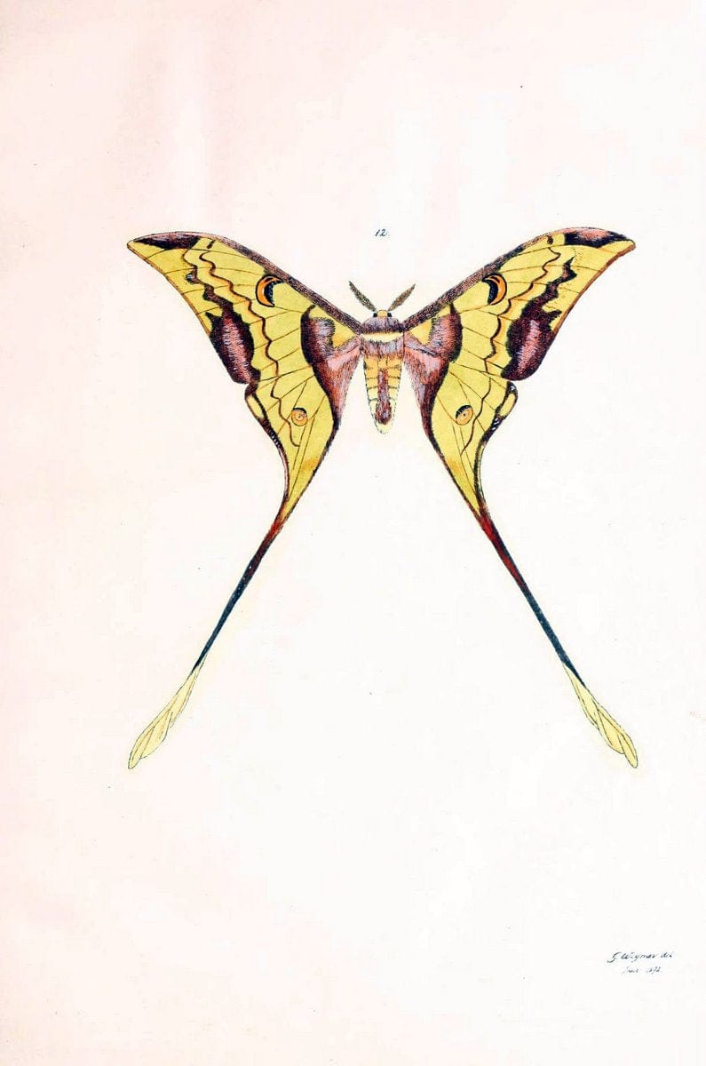 BeitrÃ¤ge zur SchmetterlingskundeElberfeld :[s.n.],1872. |  | Vintage Print Reproduction 460329
