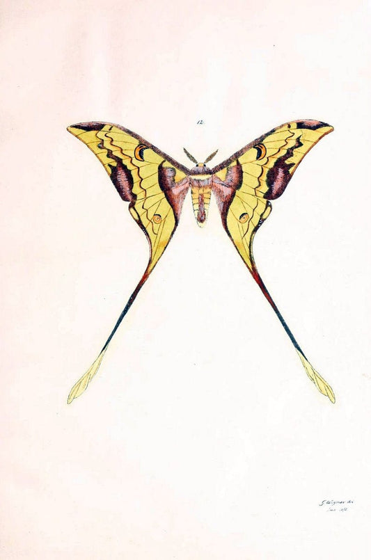 BeitrÃ¤ge zur SchmetterlingskundeElberfeld :[s.n.],1872. |  | Vintage Print Reproduction 460329