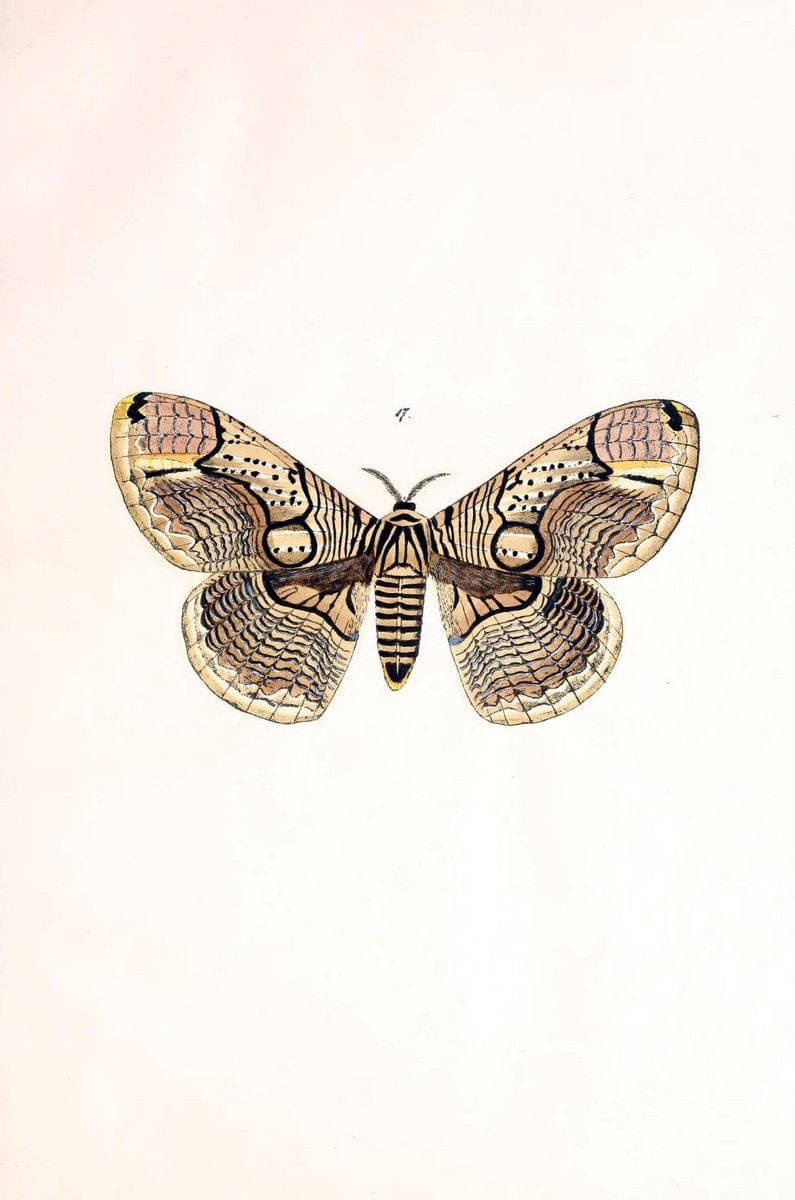 BeitrÃ¤ge zur SchmetterlingskundeElberfeld :[s.n.],1872. |  | Vintage Print Reproduction 460332