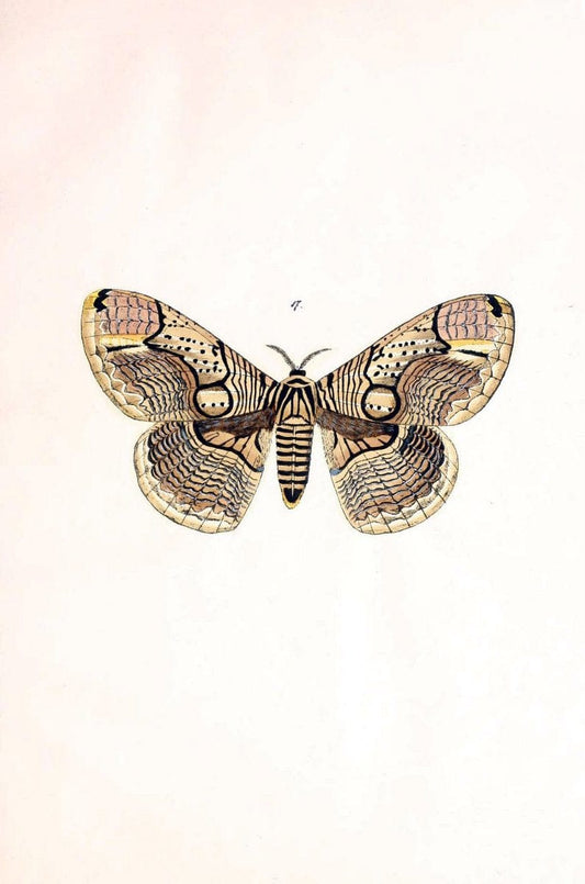 BeitrÃ¤ge zur SchmetterlingskundeElberfeld :[s.n.],1872. |  | Vintage Print Reproduction 460332
