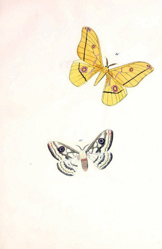 BeitrÃ¤ge zur SchmetterlingskundeElberfeld :[s.n.],1872. |  | Vintage Print Reproduction 460334