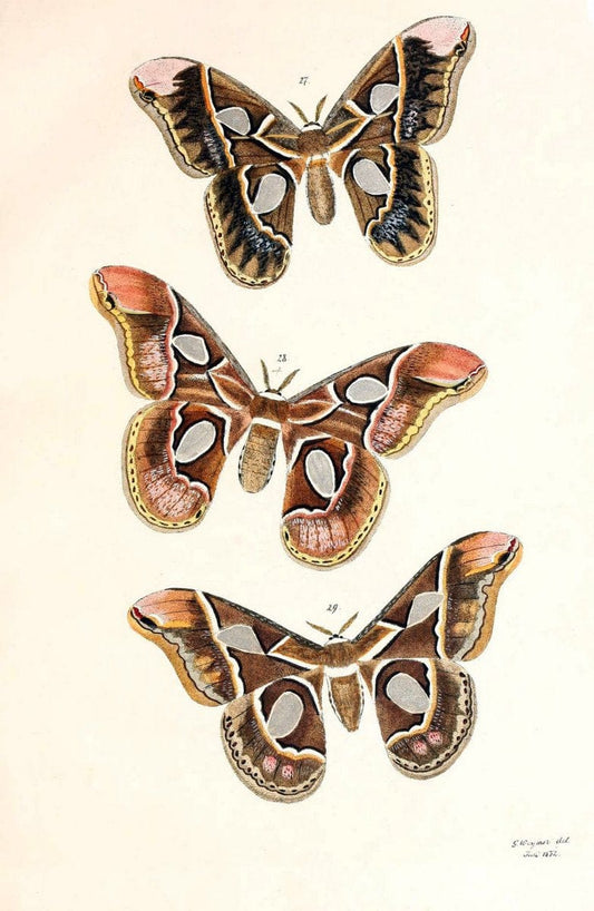 BeitrÃ¤ge zur SchmetterlingskundeElberfeld :[s.n.],1872. |  | Vintage Print Reproduction 460339