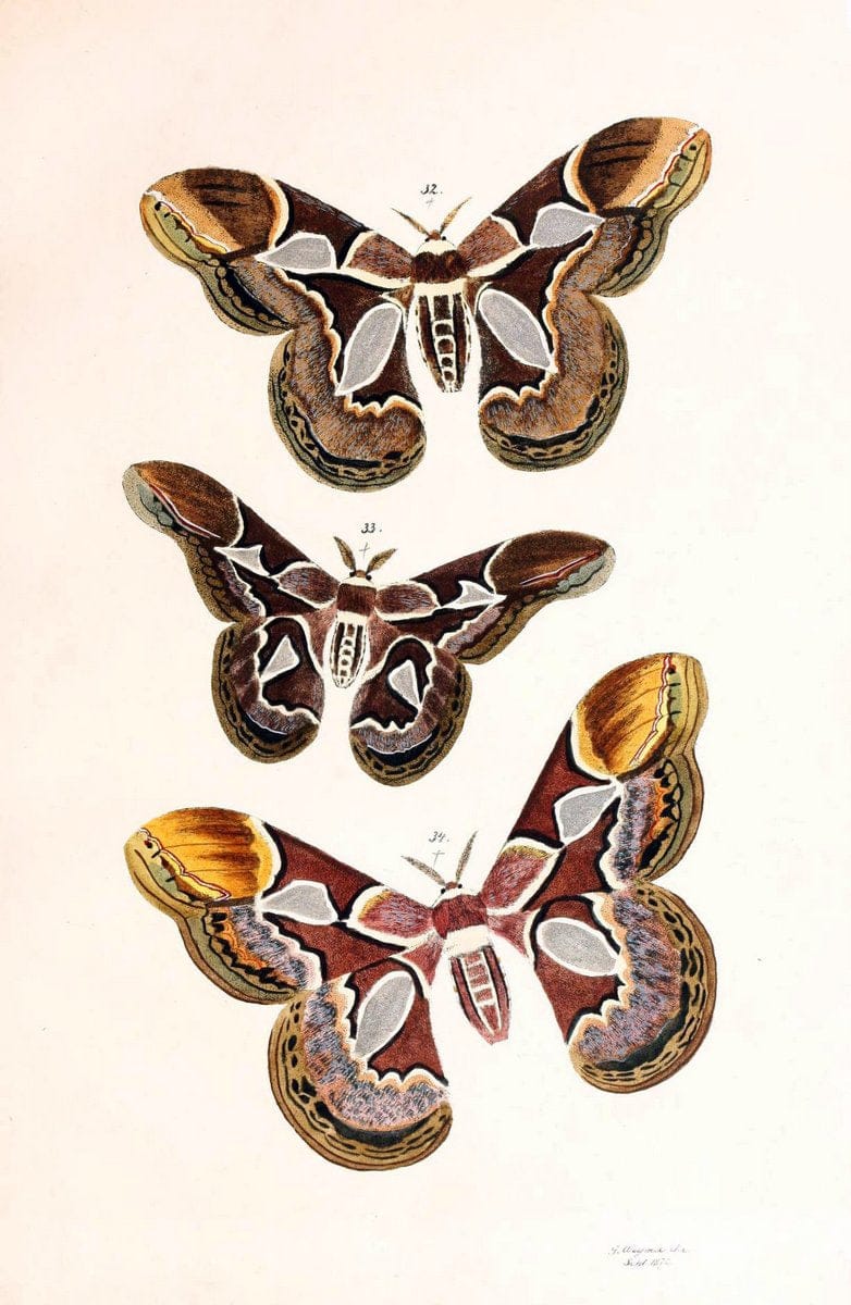BeitrÃ¤ge zur SchmetterlingskundeElberfeld :[s.n.],1872. |  | Vintage Print Reproduction 460341