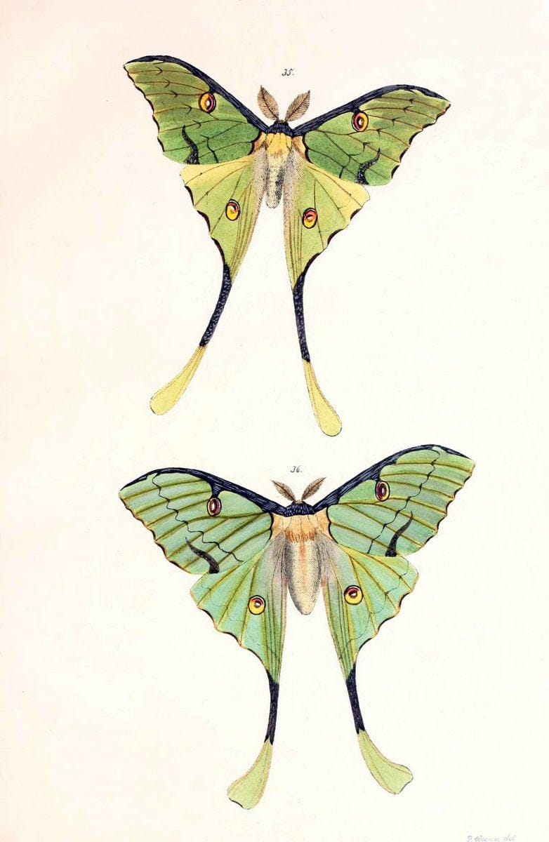 BeitrÃ¤ge zur SchmetterlingskundeElberfeld :[s.n.],1872. |  | Vintage Print Reproduction 460342