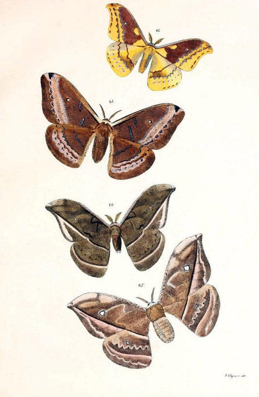 BeitrÃ¤ge zur SchmetterlingskundeElberfeld :[s.n.],1872. |  | Vintage Print Reproduction 460344