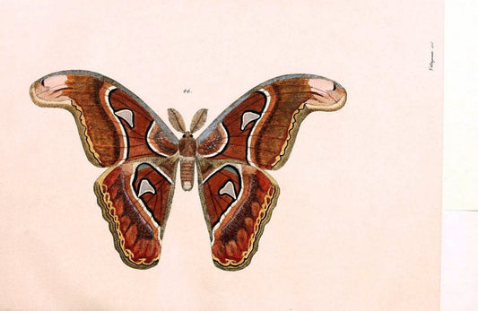 BeitrÃ¤ge zur SchmetterlingskundeElberfeld :[s.n.],1872. |  | Vintage Print Reproduction 460345
