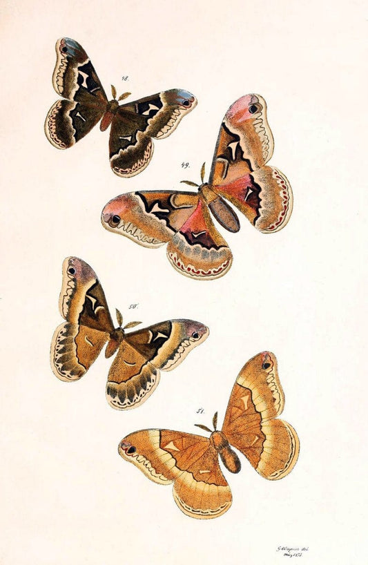 BeitrÃ¤ge zur SchmetterlingskundeElberfeld :[s.n.],1872. |  | Vintage Print Reproduction 460347