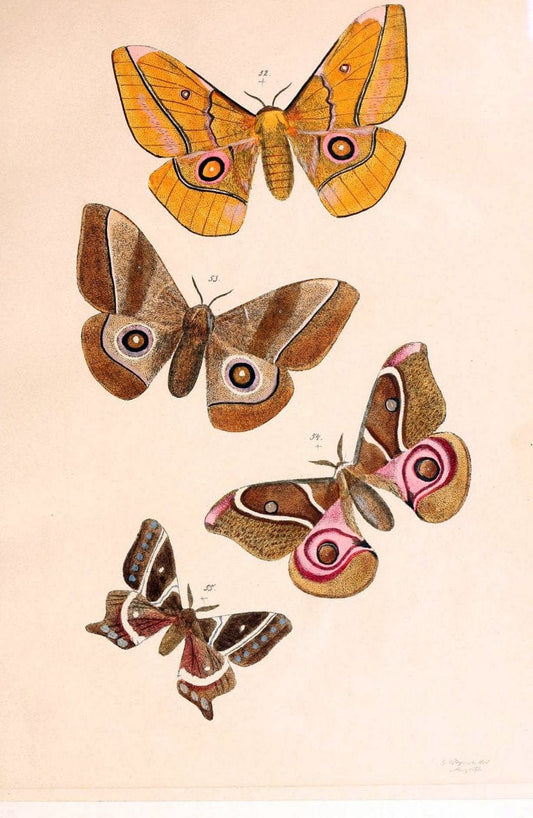 BeitrÃ¤ge zur SchmetterlingskundeElberfeld :[s.n.],1872. |  | Vintage Print Reproduction 460348