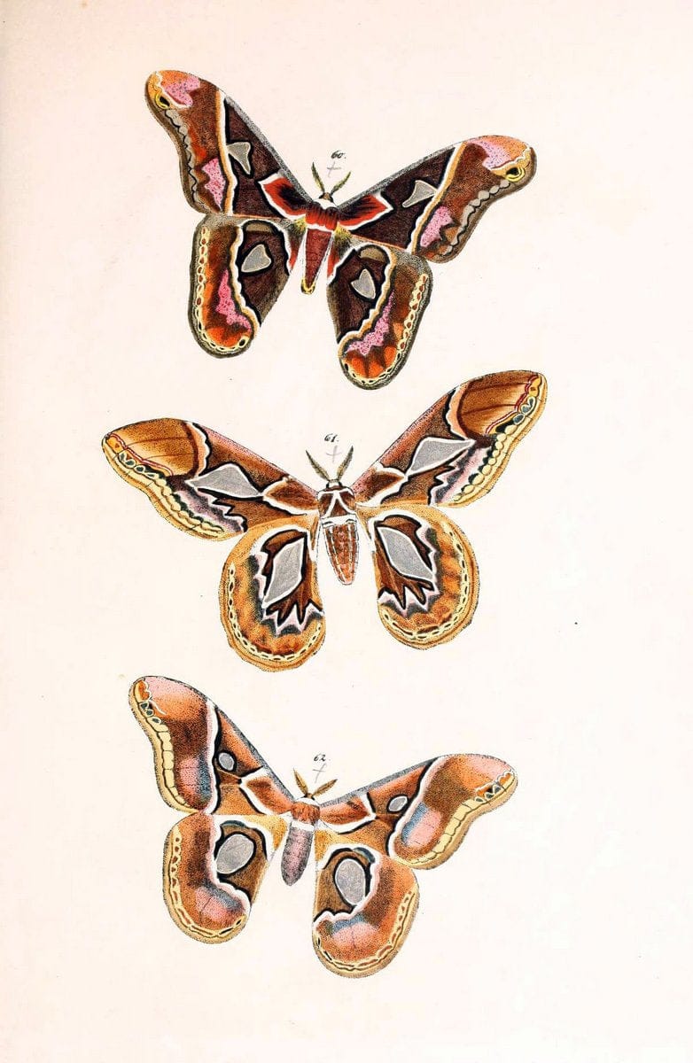 BeitrÃ¤ge zur SchmetterlingskundeElberfeld :[s.n.],1872. |  | Vintage Print Reproduction 460350