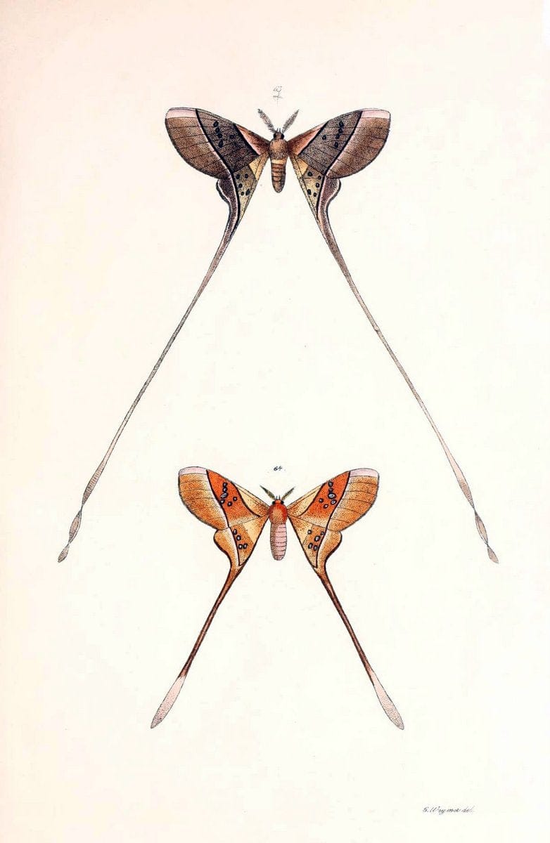 BeitrÃ¤ge zur SchmetterlingskundeElberfeld :[s.n.],1872. |  | Vintage Print Reproduction 460351
