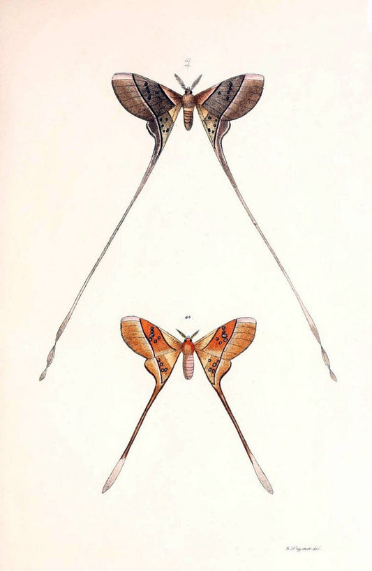 BeitrÃ¤ge zur SchmetterlingskundeElberfeld :[s.n.],1872. |  | Vintage Print Reproduction 460351