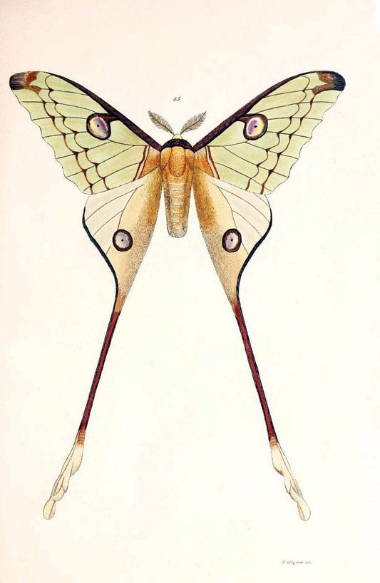 BeitrÃ¤ge zur SchmetterlingskundeElberfeld :[s.n.],1872. |  | Vintage Print Reproduction 460352
