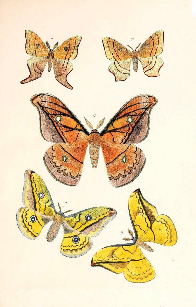 Dragable Image