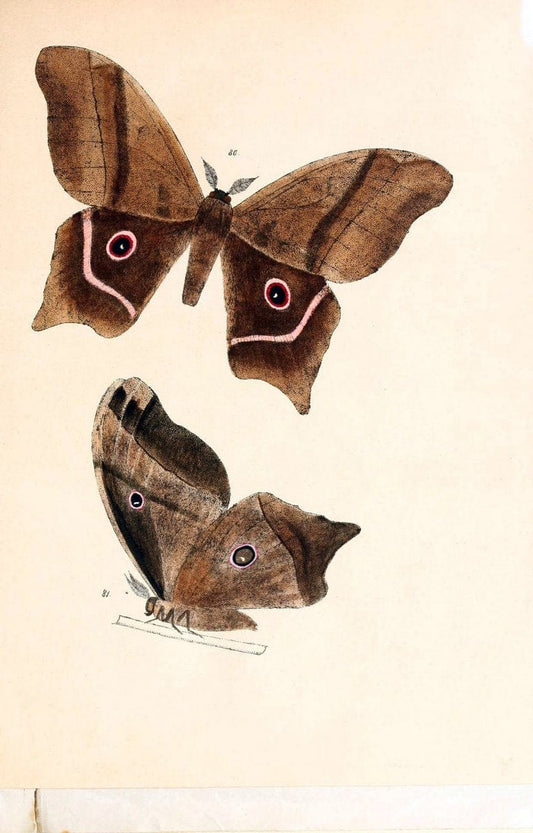BeitrÃ¤ge zur SchmetterlingskundeElberfeld :[s.n.],1872. |  | Vintage Print Reproduction 460358