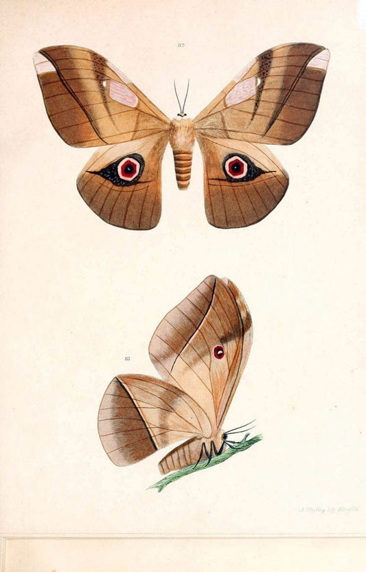 BeitrÃ¤ge zur SchmetterlingskundeElberfeld :[s.n.],1872. |  | Vintage Print Reproduction 460359