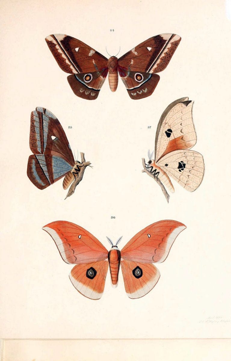 BeitrÃ¤ge zur SchmetterlingskundeElberfeld :[s.n.],1872. |  | Vintage Print Reproduction 460360