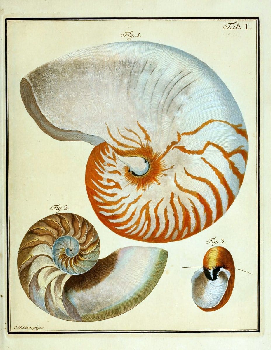 Belustigung im Reiche der Natur /.Hamburg :bei den Gebruden Herold,1790.. |  | Vintage Print Reproduction 460361