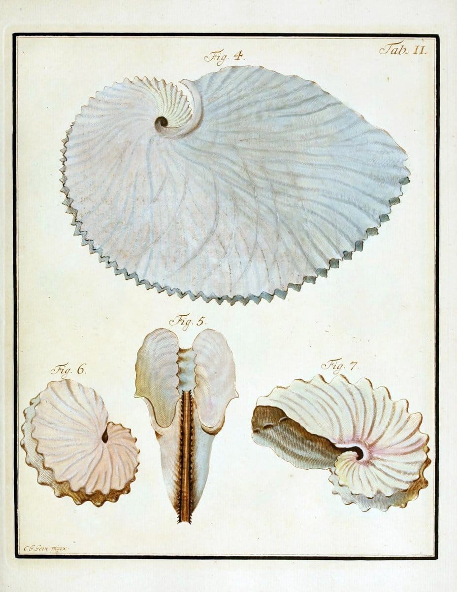 Belustigung im Reiche der Natur /.Hamburg :bei den Gebruden Herold,1790.. |  | Vintage Print Reproduction 460362