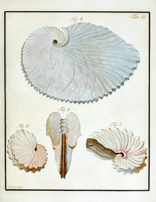 Belustigung im Reiche der Natur /.Hamburg :bei den Gebruden Herold,1790.. |  | Vintage Print Reproduction 460362
