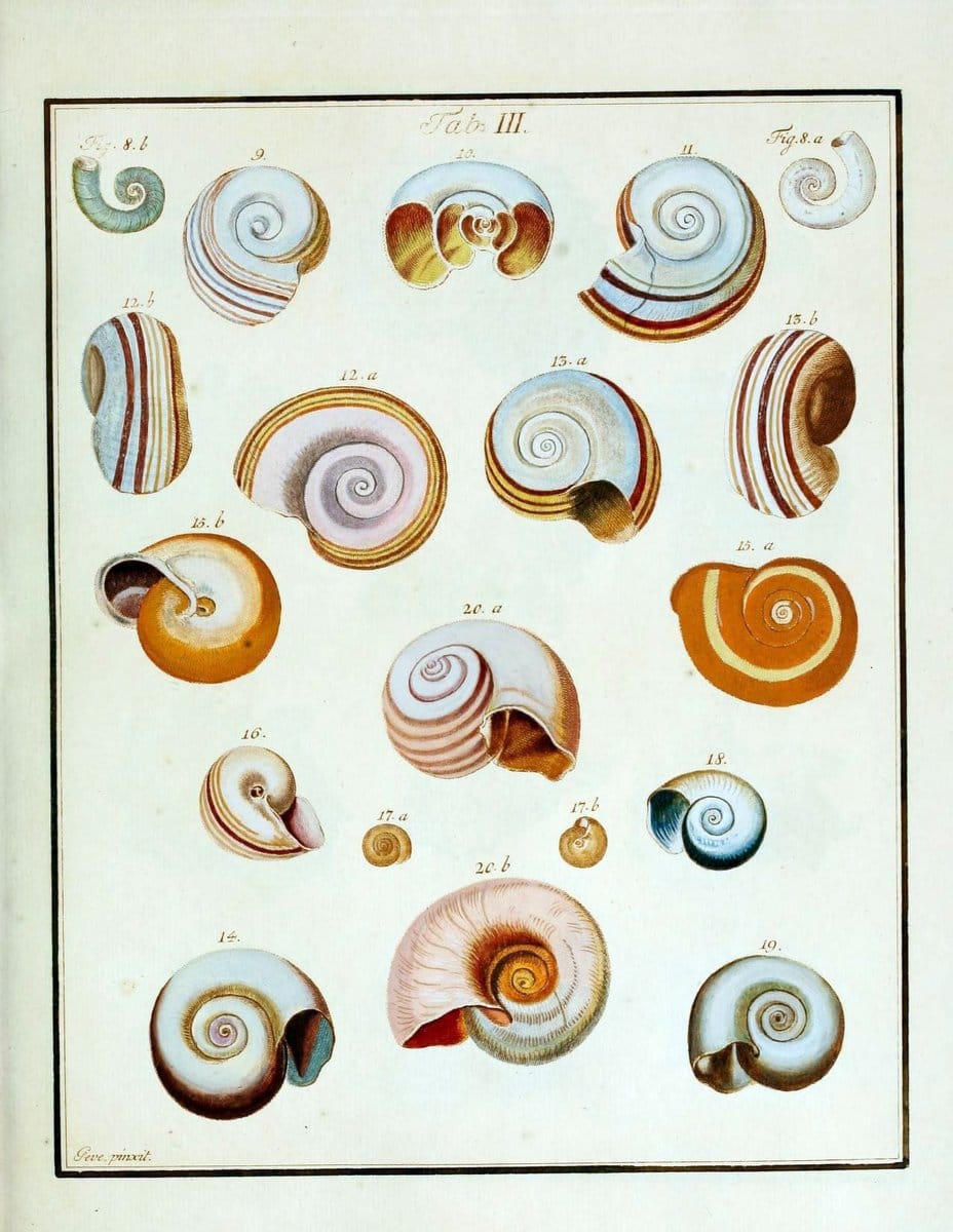 Belustigung im Reiche der Natur /.Hamburg :bei den Gebruden Herold,1790.. |  | Vintage Print Reproduction 460363