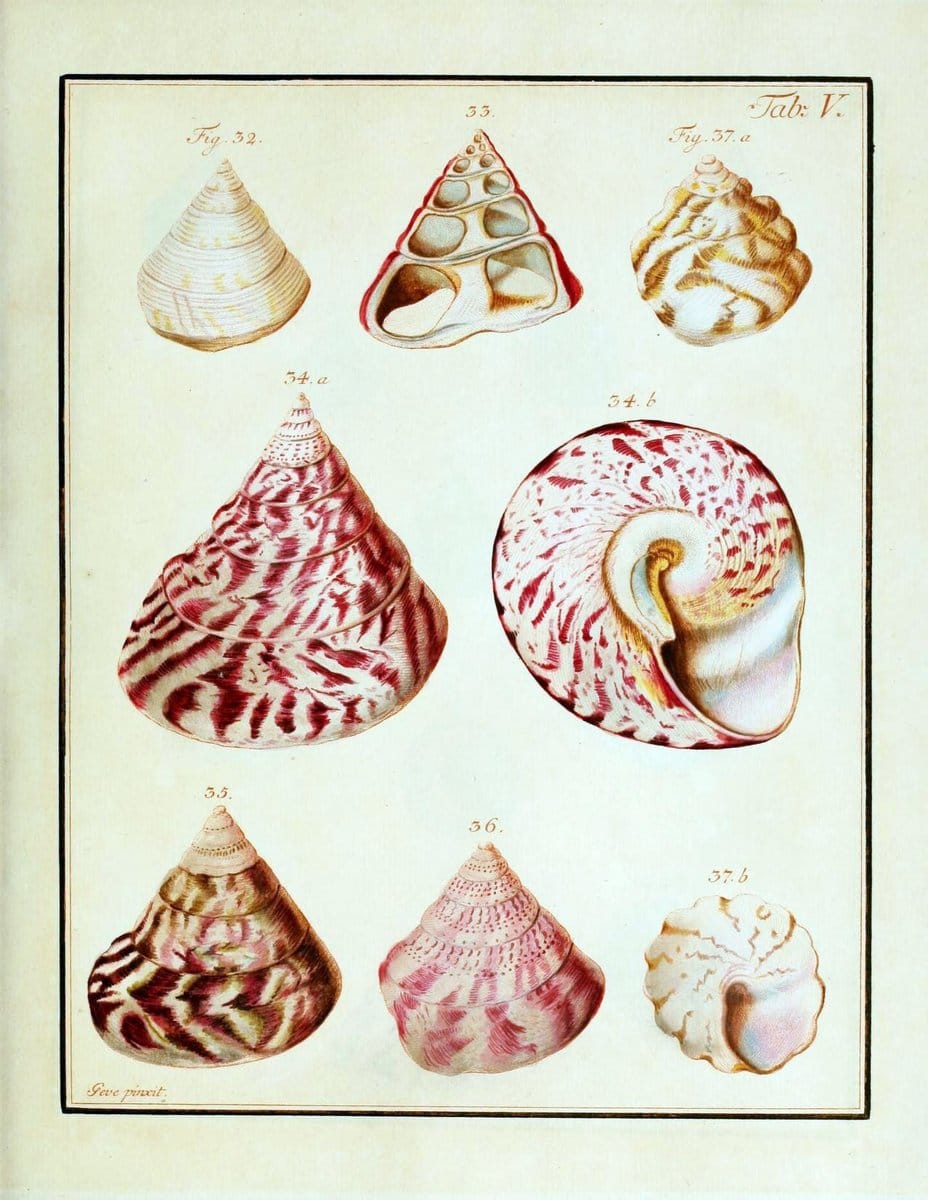 Belustigung im Reiche der Natur /.Hamburg :bei den Gebruden Herold,1790.. |  | Vintage Print Reproduction 460365