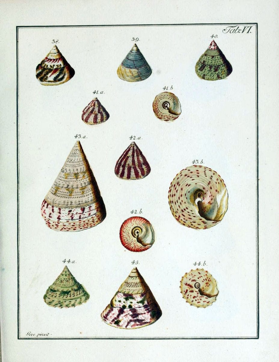 Belustigung im Reiche der Natur /.Hamburg :bei den Gebruden Herold,1790.. |  | Vintage Print Reproduction 460366