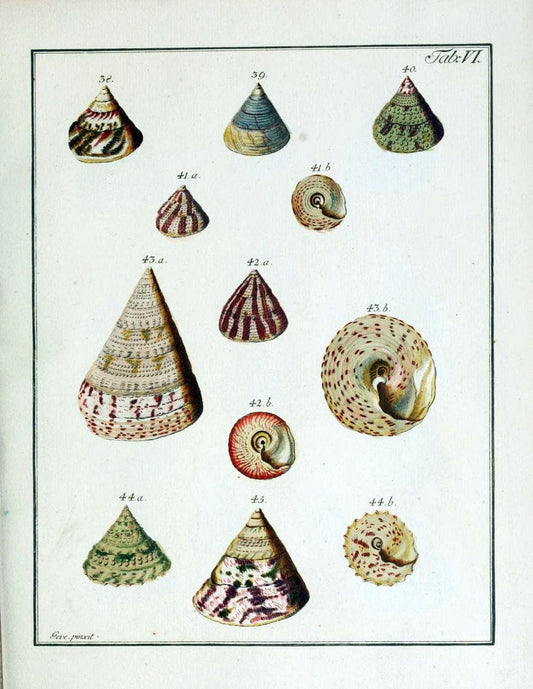 Belustigung im Reiche der Natur /.Hamburg :bei den Gebruden Herold,1790.. |  | Vintage Print Reproduction 460366