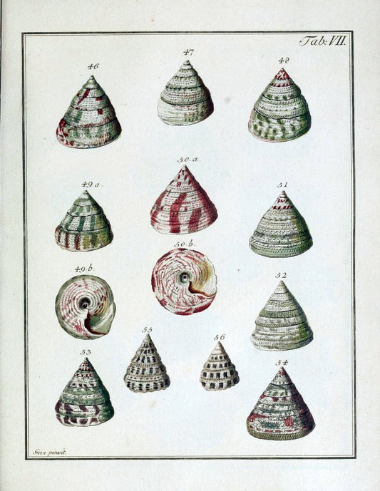 Belustigung im Reiche der Natur /.Hamburg :bei den Gebruden Herold,1790.. |  | Vintage Print Reproduction 460367