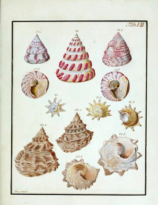 Belustigung im Reiche der Natur /.Hamburg :bei den Gebruden Herold,1790.. |  | Vintage Print Reproduction 460368