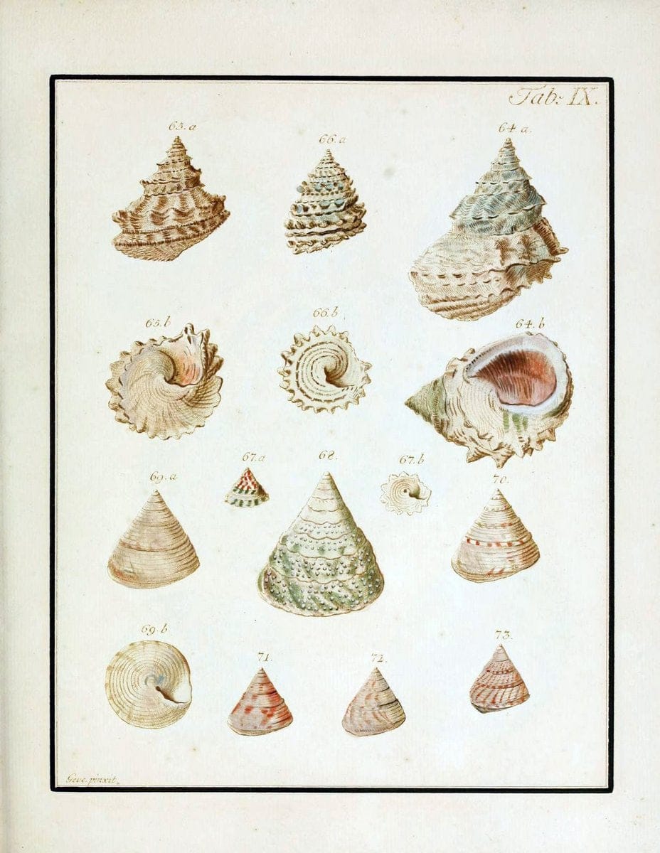 Belustigung im Reiche der Natur /.Hamburg :bei den Gebruden Herold,1790.. |  | Vintage Print Reproduction 460369